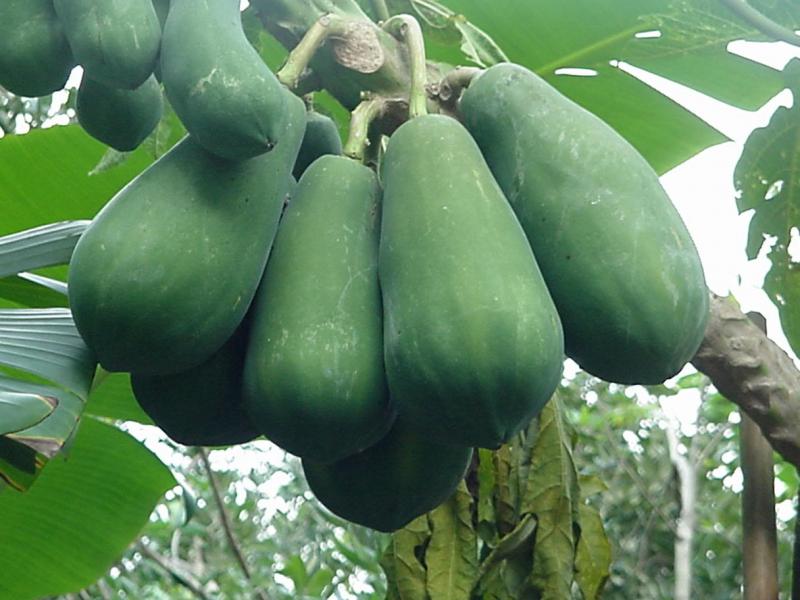 Trị sỏi thận bằng đu đủ xanh