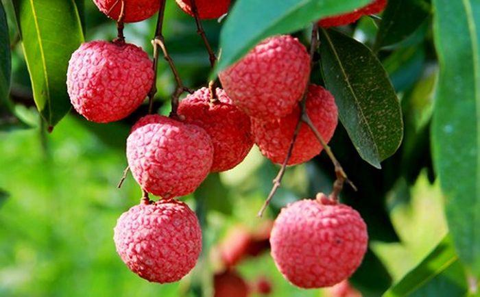 Vườn quê vải đỏ gọi hè