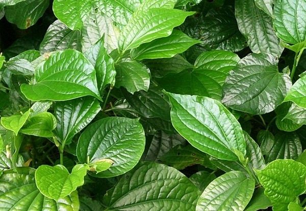 Cách trị đau thần kinh tọa bằng lá lốt