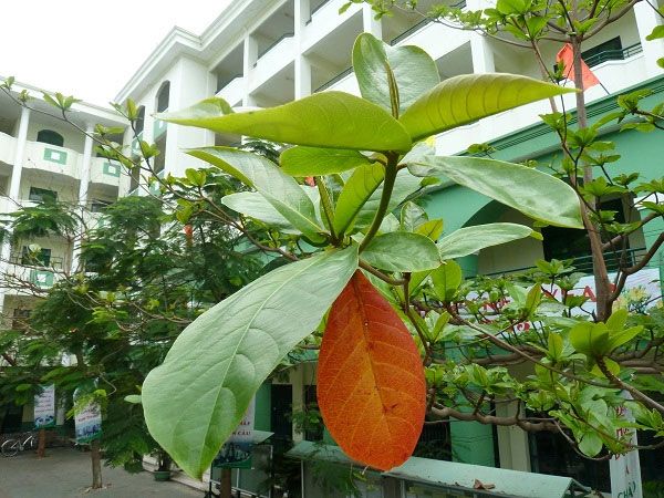 Cảnh sân trường mùa thu