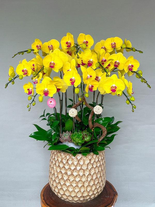 Hoa lan