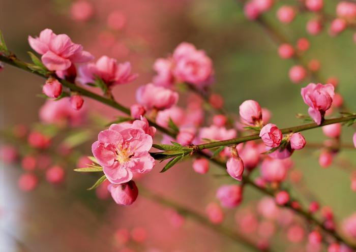 Tản mạn tháng Chạp