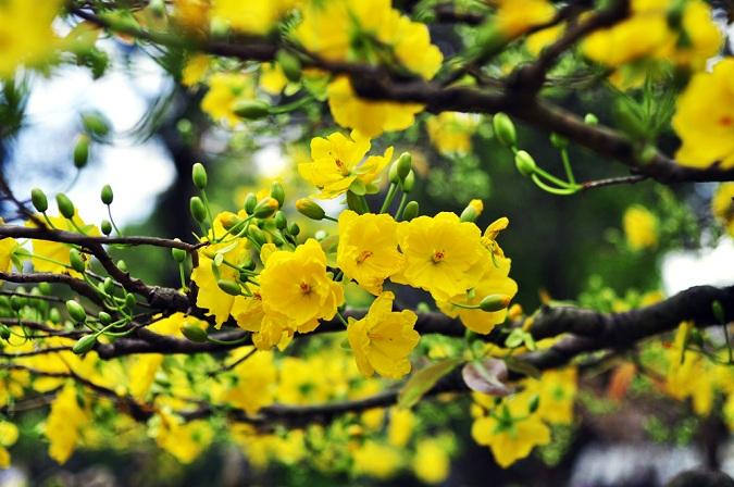 Thơ về hoa mai ngày Tết hay nhất