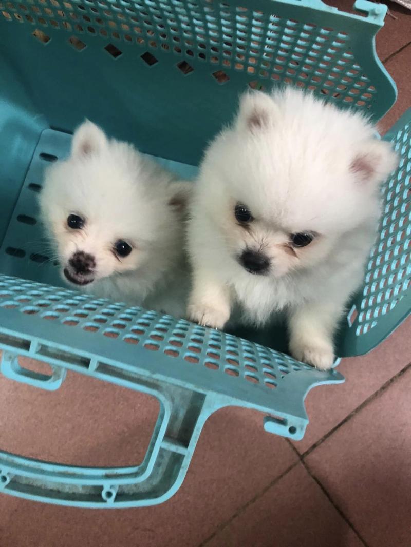 petmart.vn