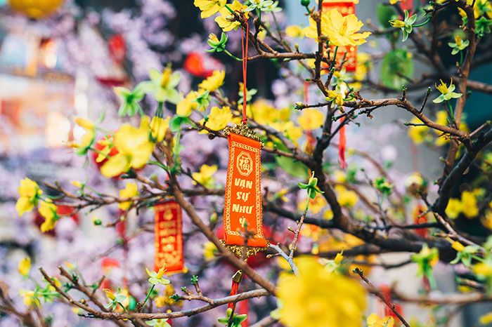 Thơ về hoa mai ngày Tết hay nhất